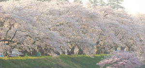八幡桜まつり