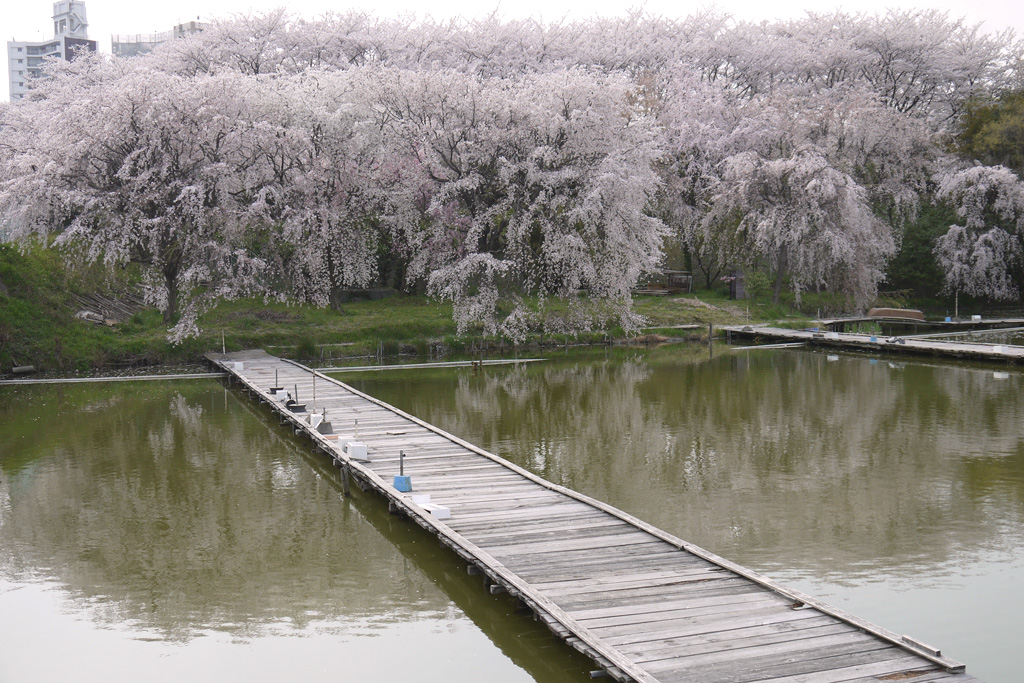 さくら近隣公園