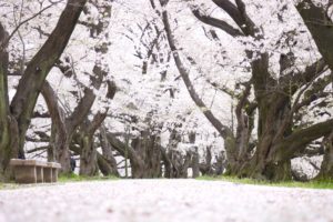 背割堤