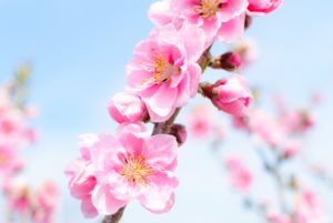 写真とイラストでわかる 桜の花びら 形と枚数 の見分け方 ひまぢんとん