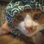 泥棒猫,唐草模様
