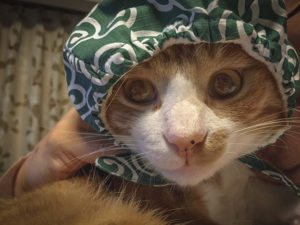 泥棒猫,唐草模様